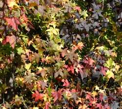 Sweetgum Leaves in the Fall