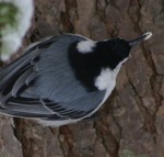 A White-Breasted Nuthatch Stores a Seed for Winter A white-breasted nuthatch stores a seed for winter.