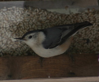 White-Breasted Nuthatch at a Feeder white-breasted nuthatch at a feeder