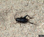 field cricket